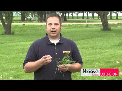 how to control purple nutsedge