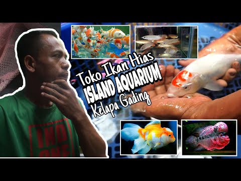 Island Aquarium Toko Ikan Hias Lengkap Murah Banjir Promo On