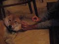 kuma the vampire