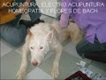 De parte de Lowell: Gracias
