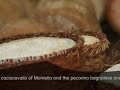 radici dirpinia