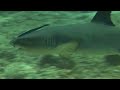 Sharks Of Sipadan