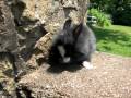 videos de Rainbow - 6 Week Old Lionhead Bunny
