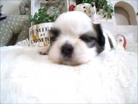 YouTube Preview Image