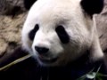 Giant Panda - The Super Extreme Close Up Video