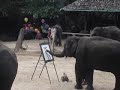 Elephants Painting!