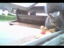squirrels