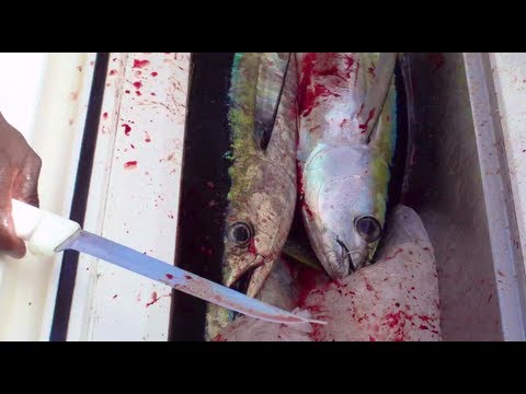how to bleed tuna video