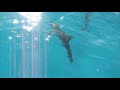 Wild Quest dolphin tour, Bimini 2008-06-04
