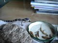 Eublepharis macularius (moje pupile) 1/x