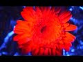 Fleur