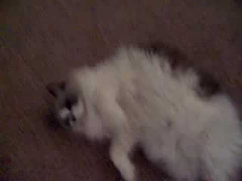 Exercising Ragdoll Cat