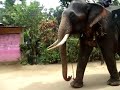 SONY H9 Video - Sri Lanka Elephants