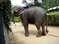 SONY H9 Video - Sri Lanka Elephants SONY H9 Video - Sri Lanka Elephants