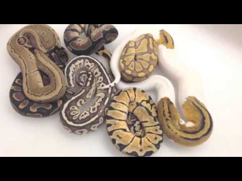 YouTube reptile video
