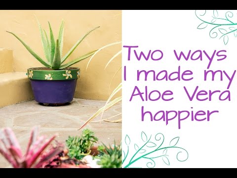 how to care for aloe vera houseplant