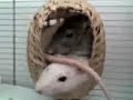 cute pet rats relaxing