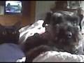 Miniature Schnauzer~Sisco Bean and Baby