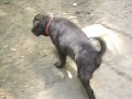 puppies again! puppies again!