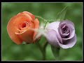S�leyman G�ler Y?ld?zeli/sivas Turkiye