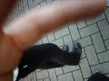 romeo en julia liffers 2 romeo en julia liffers 2