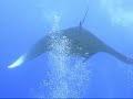 Manta Ray, マンタ