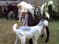KAMBING BERANTEM.avi