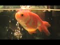 Cute Golden Fish