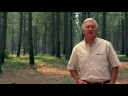 Informational Video: Forests Can Be A Global Warming Solutio