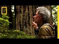 Saving the Redwoods