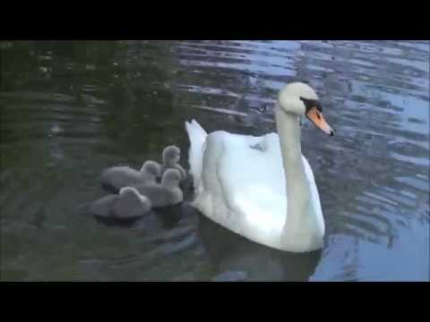 αστειο βιντεο