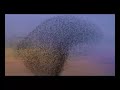 Carling - Starlings (Hard Fi - Living For The Weekend)