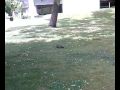 videos de O Eskilo Ladrao de Nodes