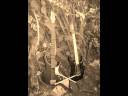 saludmuestra.wmv