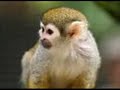 tipos de animales