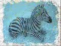 tipos de animales