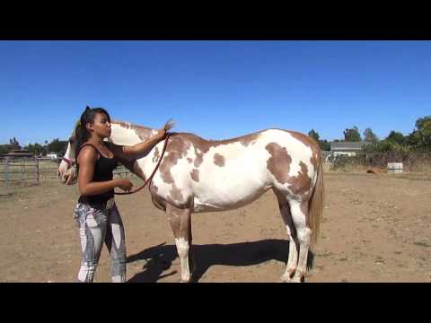 horse - Just one way you can mount a horse bareback. Rain is 15.1 hands.