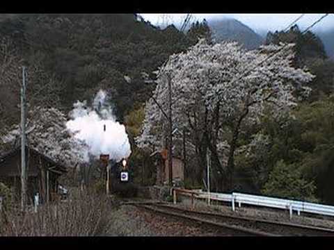 大井川鉄道　青部駅の桜①SL通過
