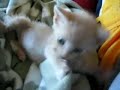 Kittens Playing Together (MUST SEE, VERY CUTE!)