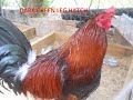Alpine Ranch. Nuestra especialidad es : White Kelso,Leiper, Sweater,Sweater 5000, Sid-Taylor, Brown Red J.Jumper, Spangled Hatch, Herman Pinnon Yellow Leg Hatch, Lemon Hatch,Gilmore Hatch,Green Leg Dark Hatch.