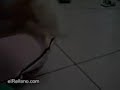 El busca broncas....
