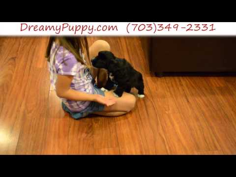 Stunning Schnoodle Female Puppy 2