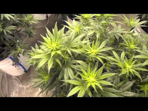 how to grow purple ak-47