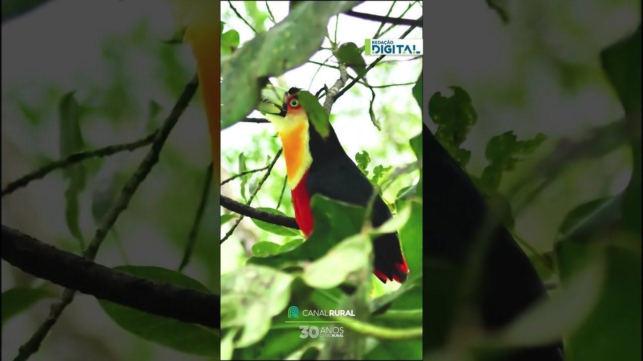 Tucano-de-bico-verde encanta em raro registro na Mata Atlântica