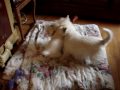 Rupert & Gracie Playing 3