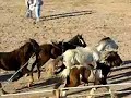 O'odam Tash Rodeo