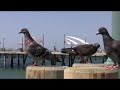 Majestic Pigeons Majestic Pigeons