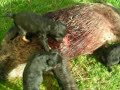 jagdterrier con 6 semanas mordiendo jabali