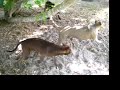 pit  bull pups with tennis  ball