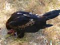 Wedge Tailed Eagle Eating Lunch @ Cohunu Wildlife Park Wedge Tailed Eagle Eating Lunch @ Cohunu Wildlife Park